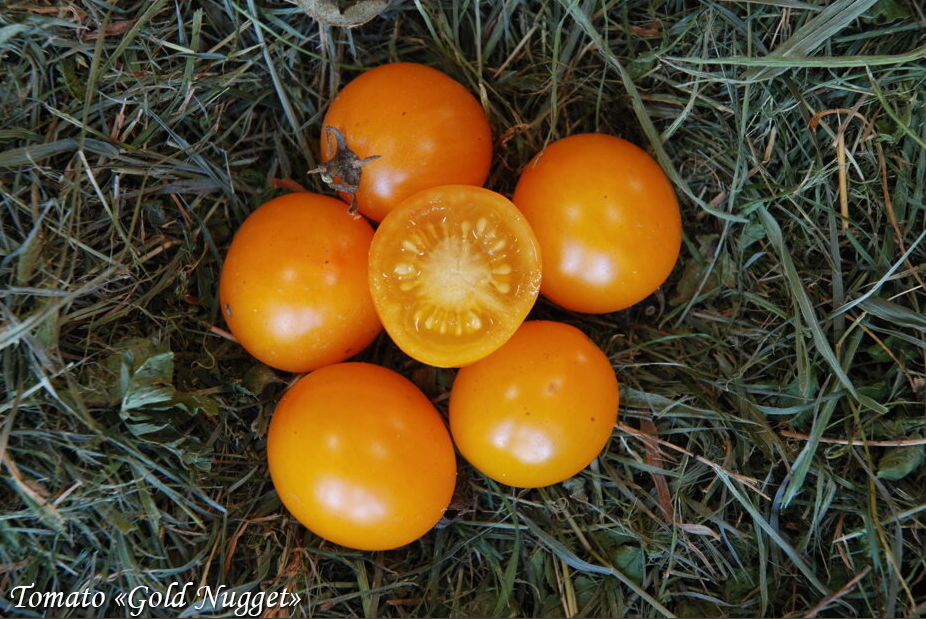 Cherry tomato Gold Nugget, Черри-томат Золотой самородок